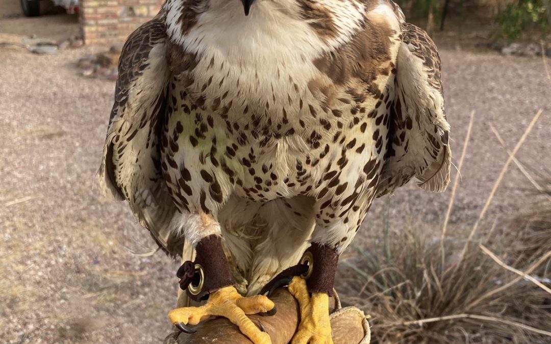 A Prairie Falcon’s Journey to Recovery at Vida Wildlife Rehabilitation and Education Center