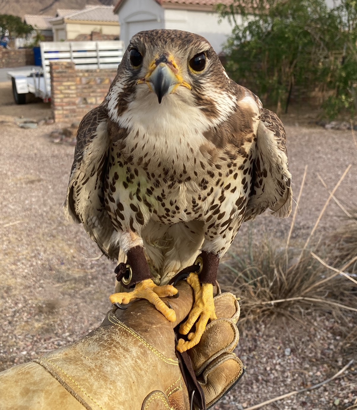 Adult Prairie Falcon