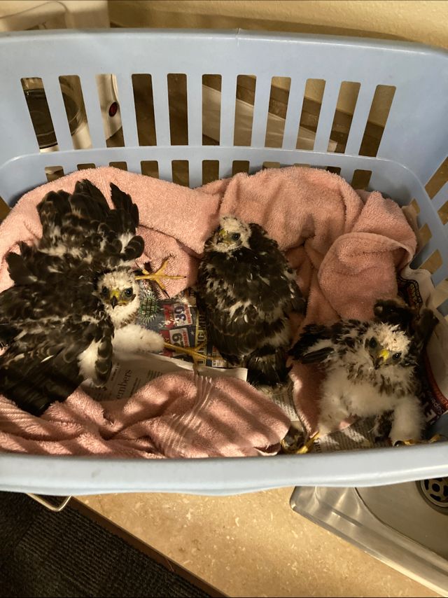 Baby Cooper Hawks