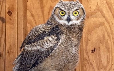 A Second Chance: The Story of a Great Horned Owl