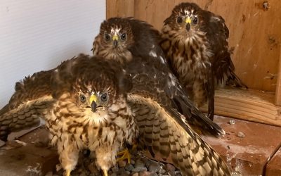 The Flight to Freedom