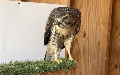 Rising with the Wind: The Story of a Resilient Red-Tailed Hawk
