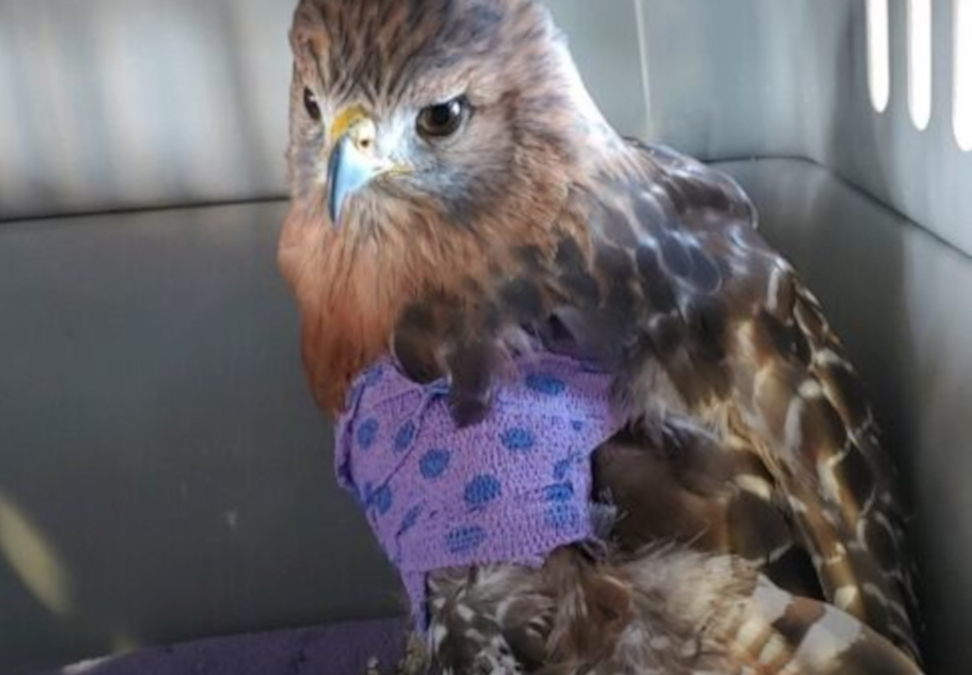A New Purpose for a Red-Shouldered Hawk