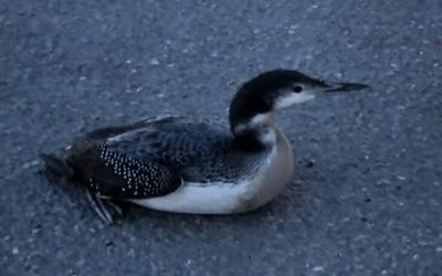 Common Loon Rescue