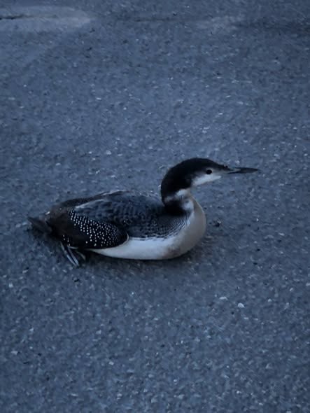 Common Loon Rescue