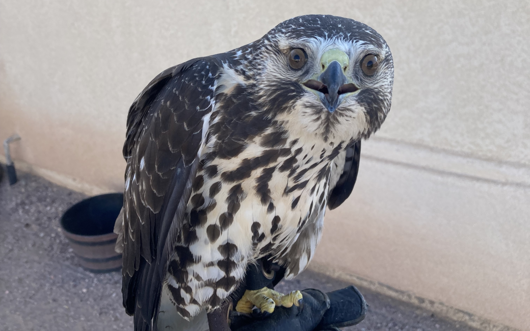 A Second Chance for a Swainson’s Hawk