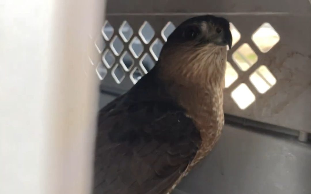 From Rescue to Release