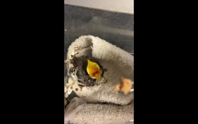 Why Hand-Feeding Baby Wild Birds Should Be Left to Licensed Wildlife Rehabilitators