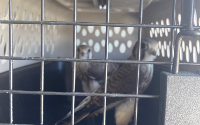 American Kestrel Release 6/30/26