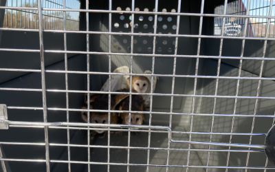 Barn Owl Release 7-5-2026